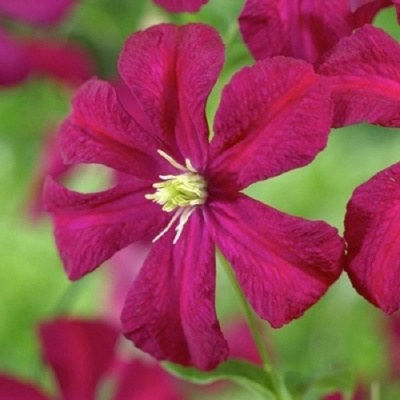 Клематис МАДАМ ДЖУЛИЯ КОРРЕВОН в Усть-Каменогорске