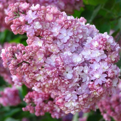 Сирень ПАМЯТЬ О ВЕХОВЕ в Усть-Каменогорске