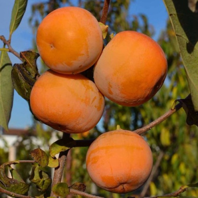 Хурма РОССИЯНКА в Усть-Каменогорске