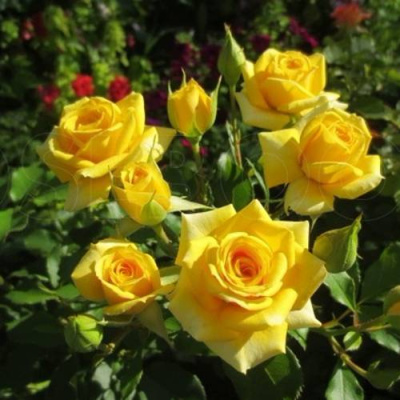 Роза ШАНИ спрей в Усть-Каменогорске