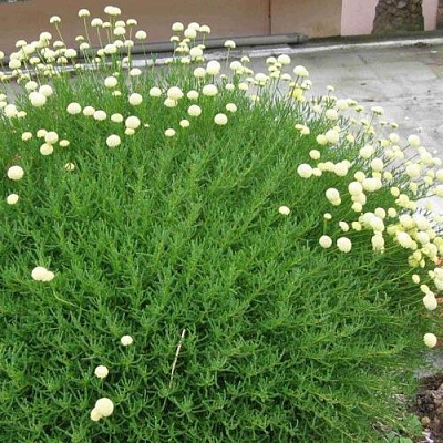 Сантолина зеленеющая в Усть-Каменогорске