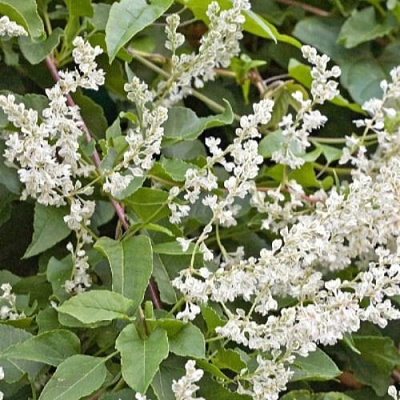 Фаллопия АУБЕРТА в Усть-Каменогорске