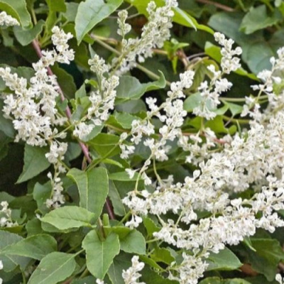 Фаллопия АУБЕРТА в Усть-Каменогорске