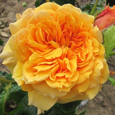 Роза ЛЕА ТУТУ шраб в Усть-Каменогорске