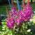 Астильба ЭЛИЗАБЕТ ВАН ВИН японская в Усть-Каменогорске