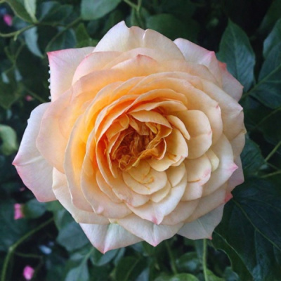 Роза АБЕЙ ДЕ СЕНТ-АМАН шраб в Усть-Каменогорске