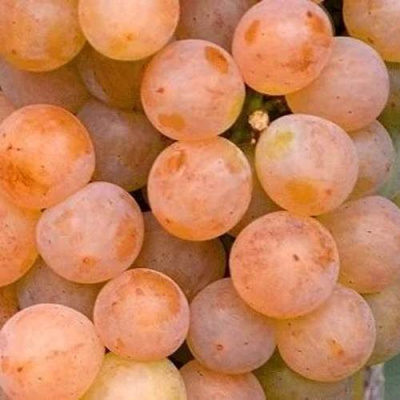 Виноград ПЛАТОВСКИЙ в Усть-Каменогорске