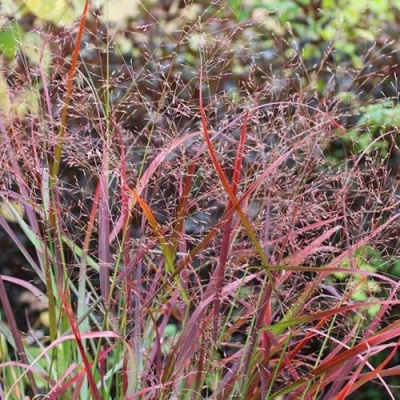 Просо РЕБРАУН прутьевидное в Усть-Каменогорске