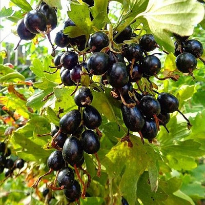 Смородина золотистая ОВАЛЬНАЯ в Усть-Каменогорске