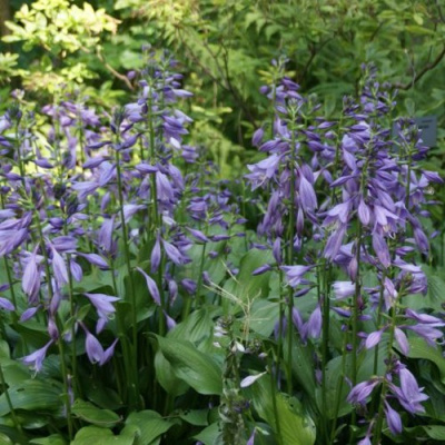 Хоста ГАРРИ ВАН ТРИЕР в Усть-Каменогорске