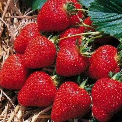 Клубника КИМБЕРЛИ в Усть-Каменогорске
