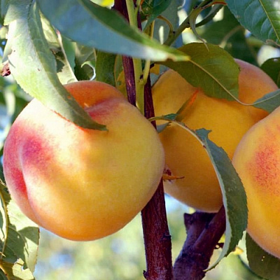 Колонновидные персики в Усть-Каменогорске