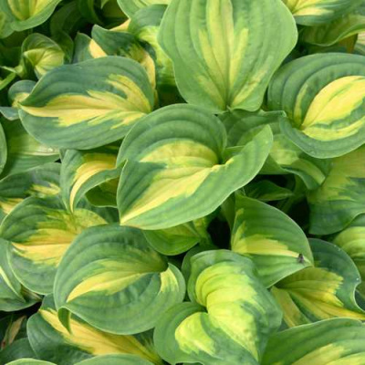 Хоста ЭМЕРАЛЬД ЧАРДЖЕР гибридная в Усть-Каменогорске