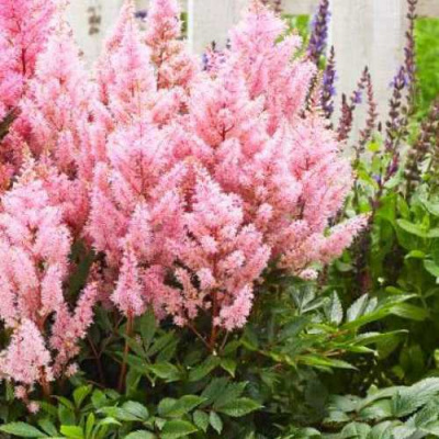 Астильба ЛУК ЭТ МИ японская в Усть-Каменогорске