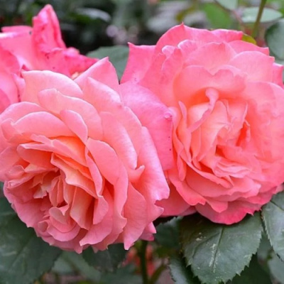 Роза ИНСТИТУТ ЛЮМЬЕР шраб в Усть-Каменогорске