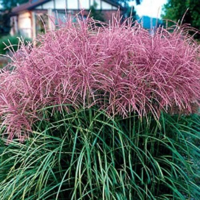 Мискантус МАЛЕПАРТУС китайский  в Усть-Каменогорске
