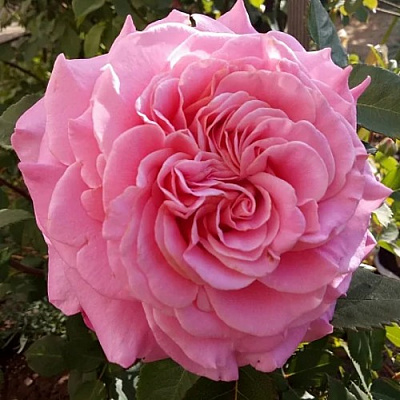 Роза ЭШЛИ чайно-гибридная в Усть-Каменогорске