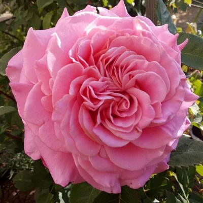 Роза ЭШЛИ чайно-гибридная в Усть-Каменогорске