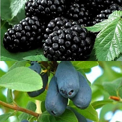 Комплект ЯГОДНЫЙ ДУЭТ в Усть-Каменогорске