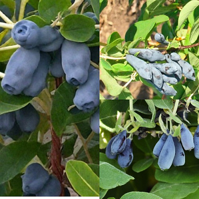 Комплект СЕВЕРНЫЕ ВИТАМИНЫ в Усть-Каменогорске