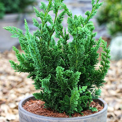 Кипарисовик ВИСЕЛЛИ лавсона в Усть-Каменогорске