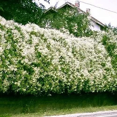 Фаллопия в Усть-Каменогорске