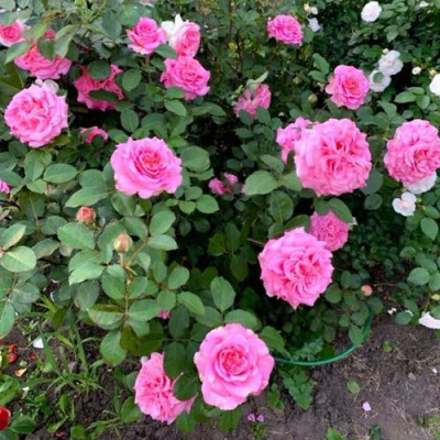 Роза ЭШЛИ чайно-гибридная в Усть-Каменогорске