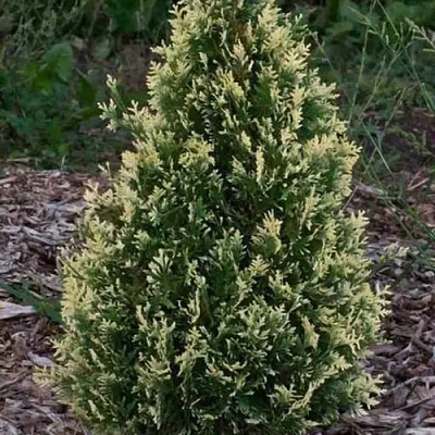 Туя БРАБАНТ ВАРИЕГАТТА западная в Усть-Каменогорске