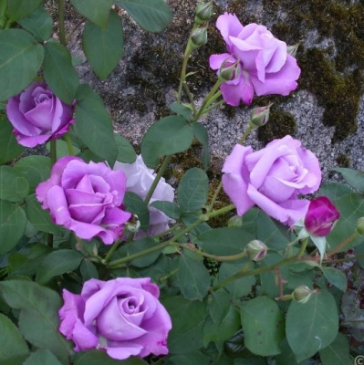 Роза СИЛЬВЕР СТАР чайно-гибридная в Усть-Каменогорске