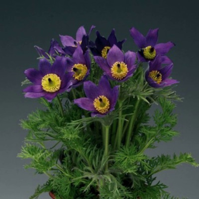 Прострел ПИНВИЛ БЛЮ ШЕЙДЕС в Усть-Каменогорске