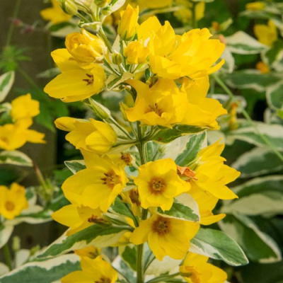 Вербейник АЛЕКСАНДР точечный в Усть-Каменогорске