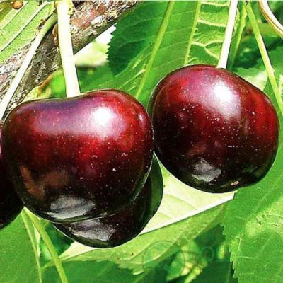 Черешня САММИТ в Усть-Каменогорске