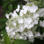 Гортензия ПРИМ ВАЙТ метельчатая в Усть-Каменогорске