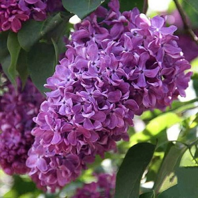 Сирень КАПИТАН ГАСТЕЛЛО в Усть-Каменогорске