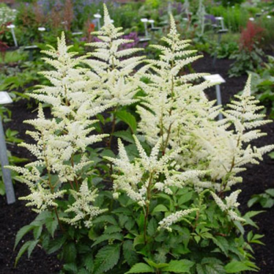 Астильба БРАУТШЛЕЙЕР Арендса в Усть-Каменогорске