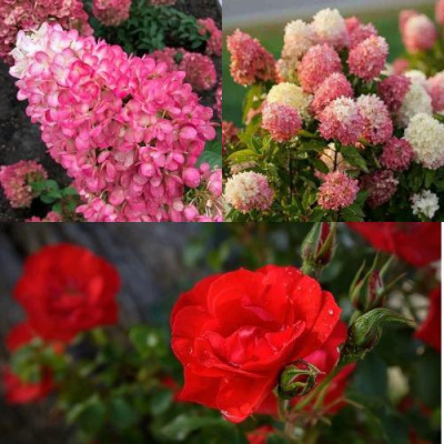 Комплект РОЗОВЫЙ ЗАКАТ в Усть-Каменогорске