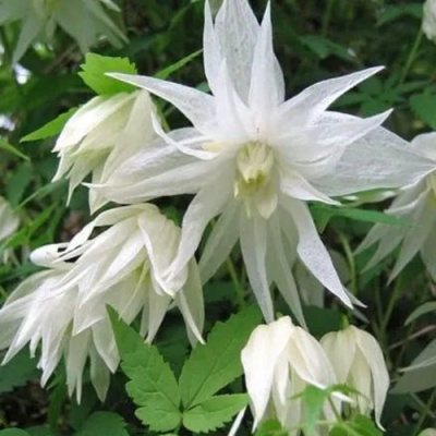 Княжик АЛЬБИНА ПЛЕНА белый махровый в Усть-Каменогорске