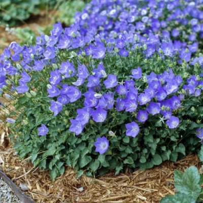 Колокольчик САНТА карпатский в Усть-Каменогорске