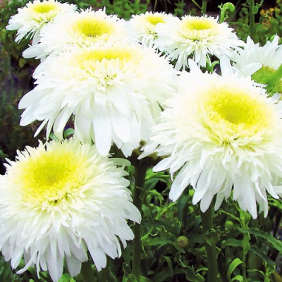 Нивяник ФИОНА ГОГХИЛЛ великолепный в Усть-Каменогорске