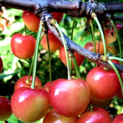 Черешня ГАСТИНЕЦ в Усть-Каменогорске