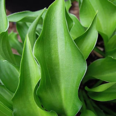 Хоста ГАРРИ ВАН ТРИЕР в Усть-Каменогорске