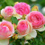 Роза ПЬЕР ДЕ РОНСАР плетистая в Усть-Каменогорске