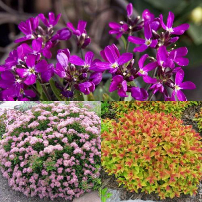 Комплект ЯПОНСКИЙ САД в Усть-Каменогорске