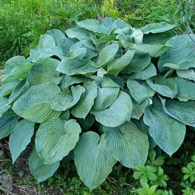 Хоста ЭЛЕГАНС Зибольда в Усть-Каменогорске