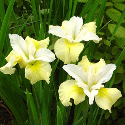 Ирис ЙЕЛЛОУ ТЕЙЛ сибирский в Усть-Каменогорске