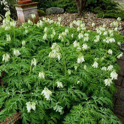 Дицентра красивая АВРОРА в Усть-Каменогорске