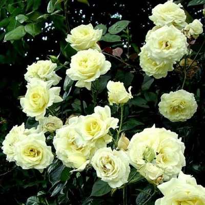 Роза ЭЛЬФ плетистая в Усть-Каменогорске