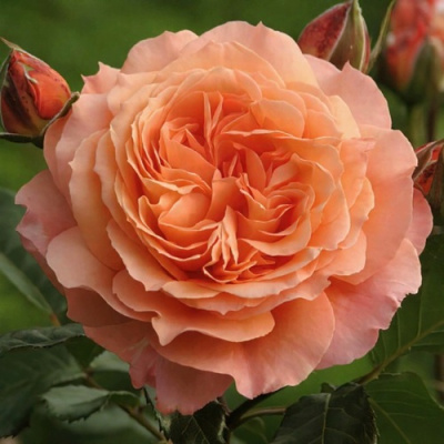 Роза БЕЛЬВЕДЕР шраб в Усть-Каменогорске