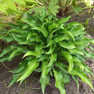 Хоста ГАРРИ ВАН ТРИЕР в Усть-Каменогорске