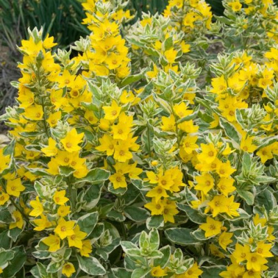 Вербейник АЛЕКСАНДР точечный в Усть-Каменогорске